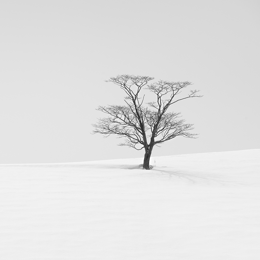 SNOW TREES NO.81 -HOKKAIDO-JAPAN -2024