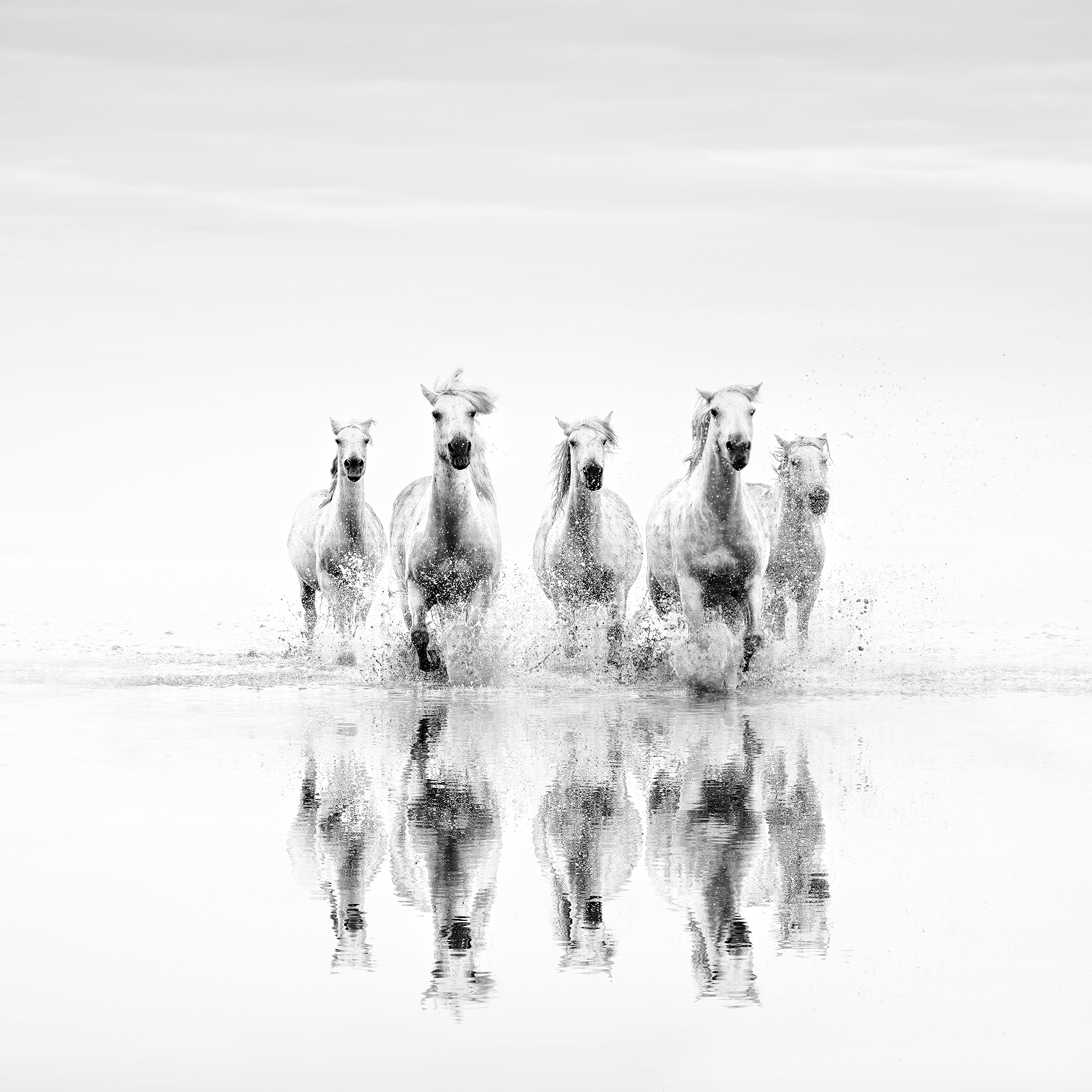 WILD GRACE -FRANCE -2025