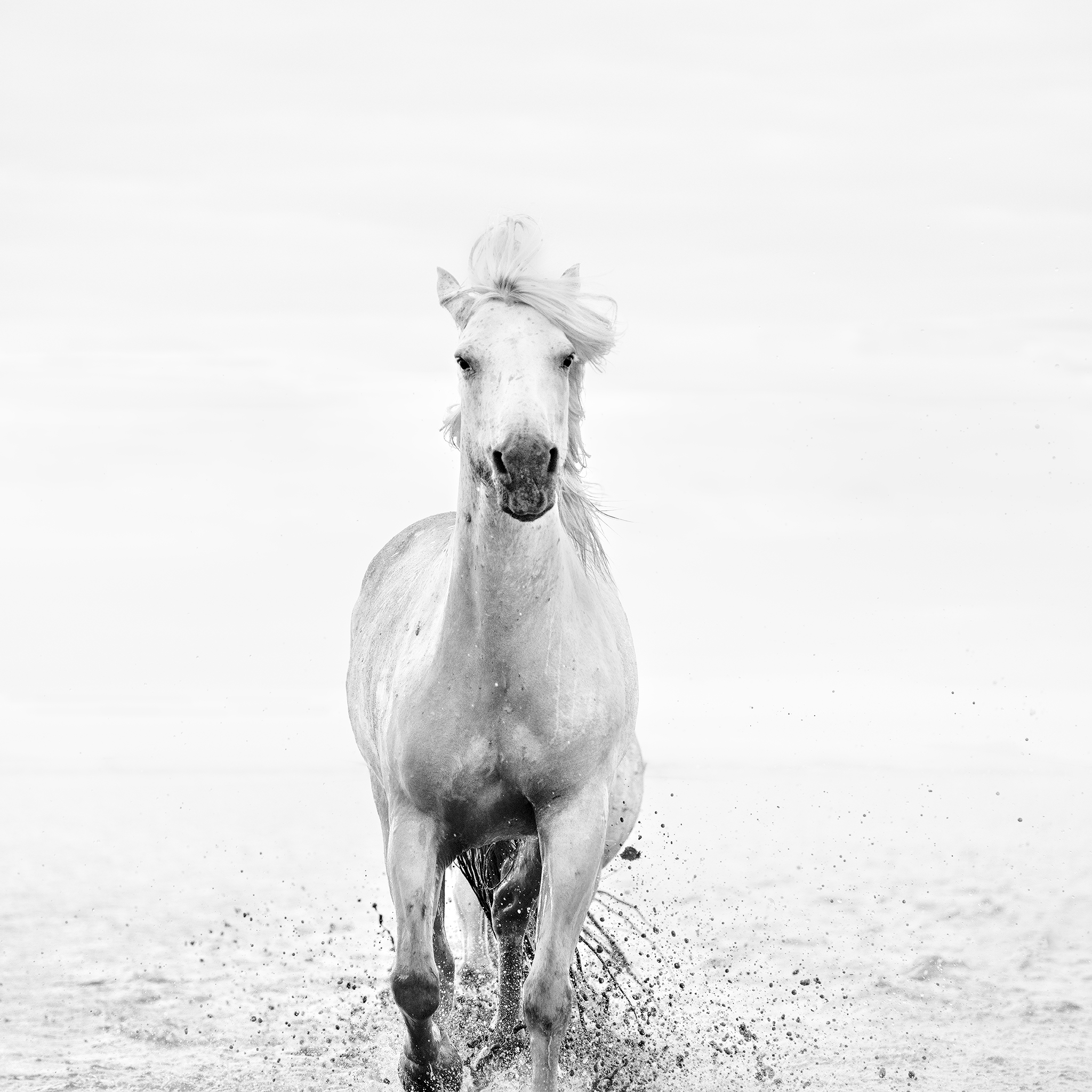 GRACE IN MOTION -FRANCE -2025