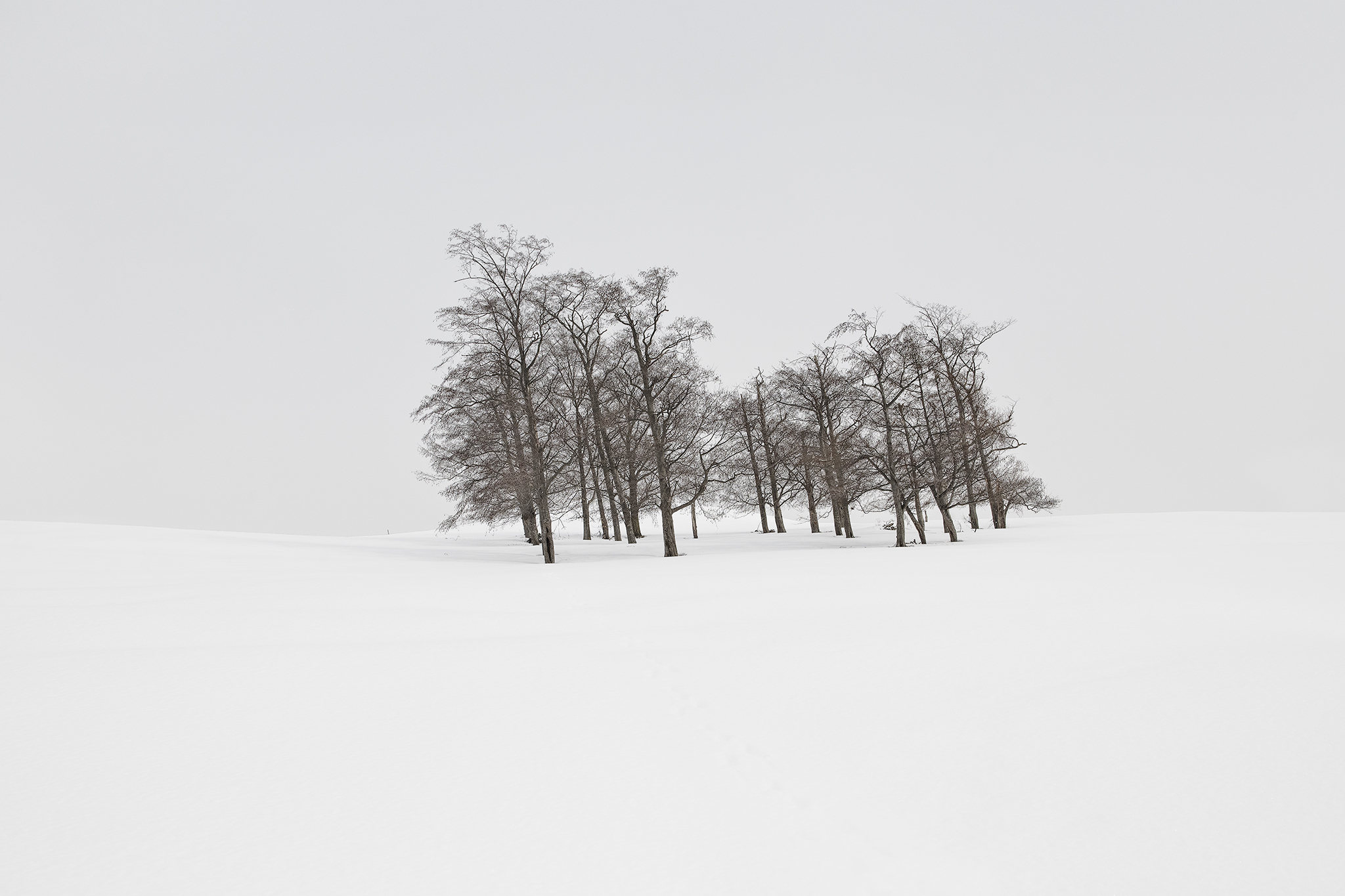 SNOW TREES NO.85 -HOKKAIDO -2024