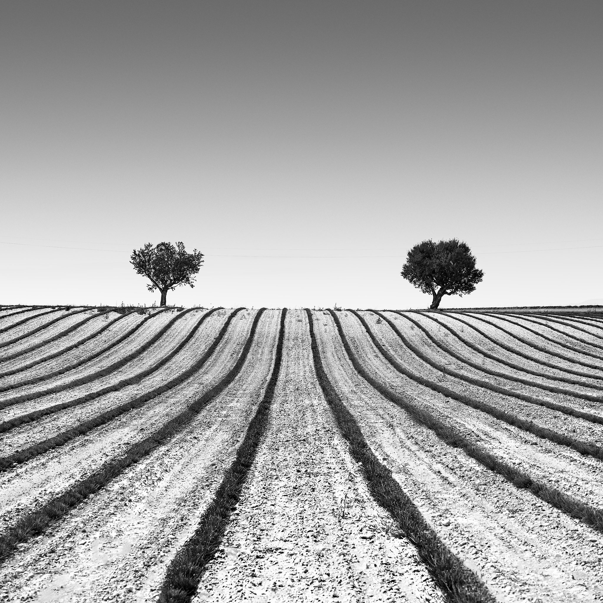 ROOTED APART -FRANCE -2025