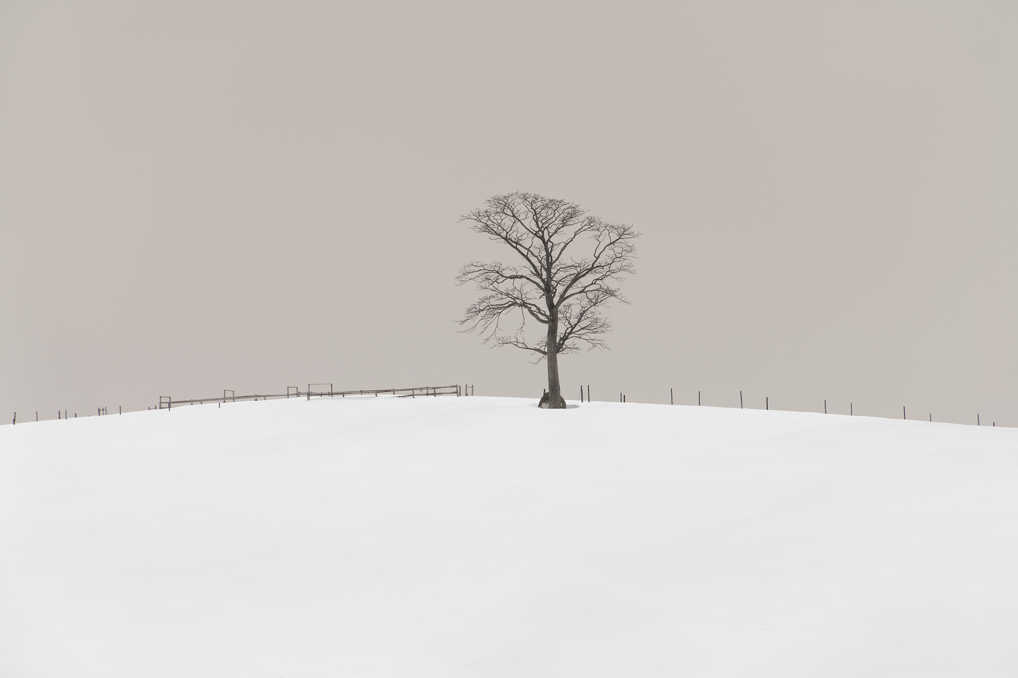 SNOW TREE NO.86 -HOKKAIDO -2024