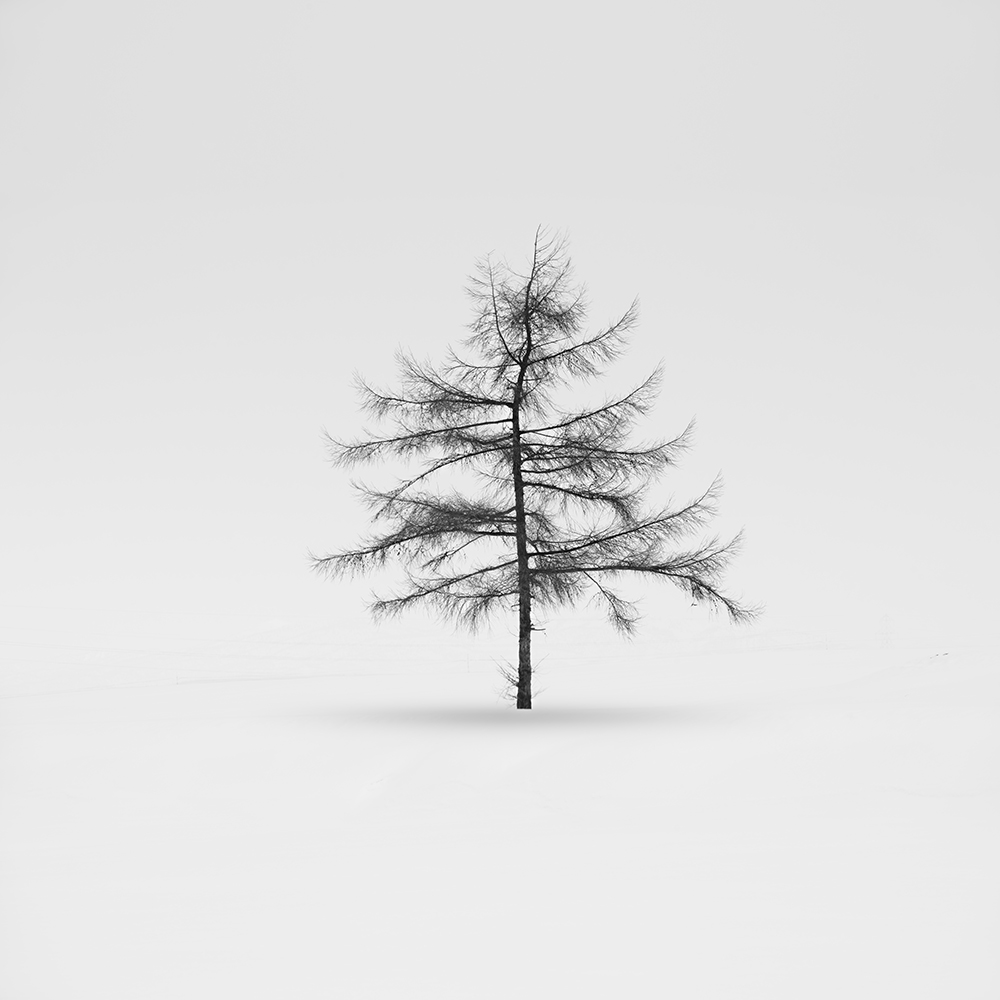 SNOW TREES NO.82 -HOKKAIDO-JAPAN -2024