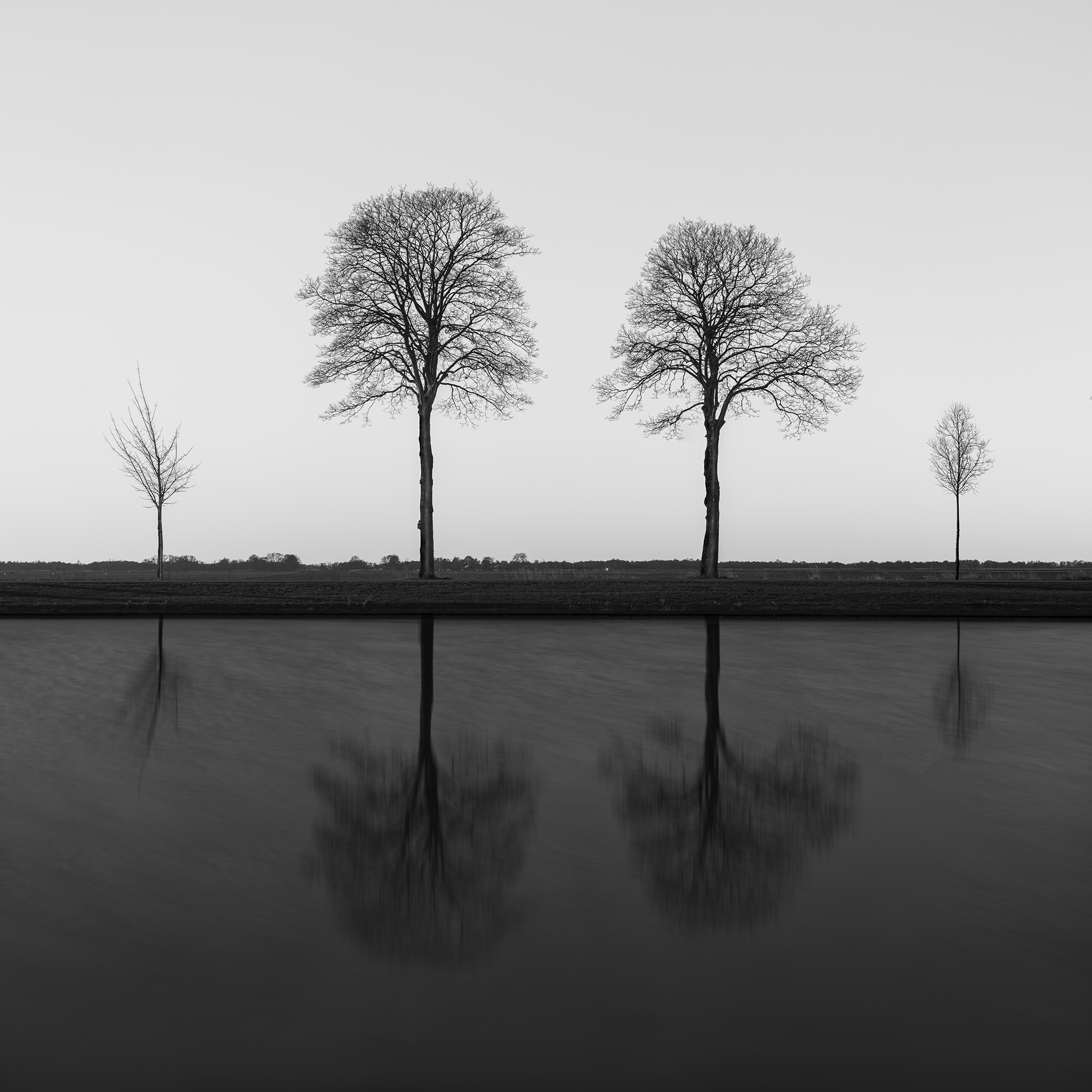 ONE ROOT ONE FAMILY -NETHERLANDS -2025