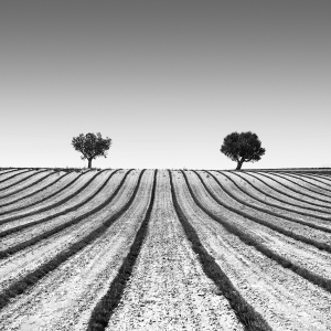 ROOTED APART -FRANCE -2025