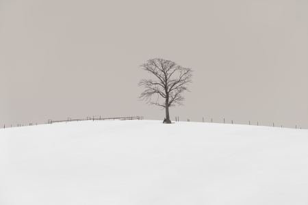 SNOW TREE NO.86 -HOKKAIDO -2024