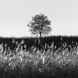 GAZE -NETHERLANDS -2025