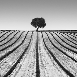ROOTED IN SOLITUDE -FRANCE -2025