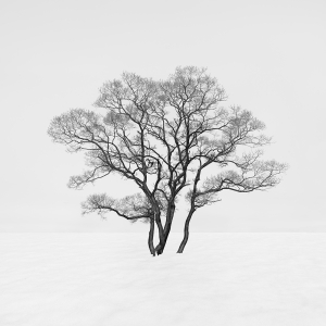 SNOW TREES NO.78 -HONSHU -JAPAN -2023