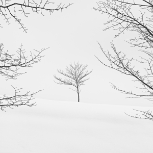 SNOW TREES NO.80 -HOKKAIDO-JAPAN -2024