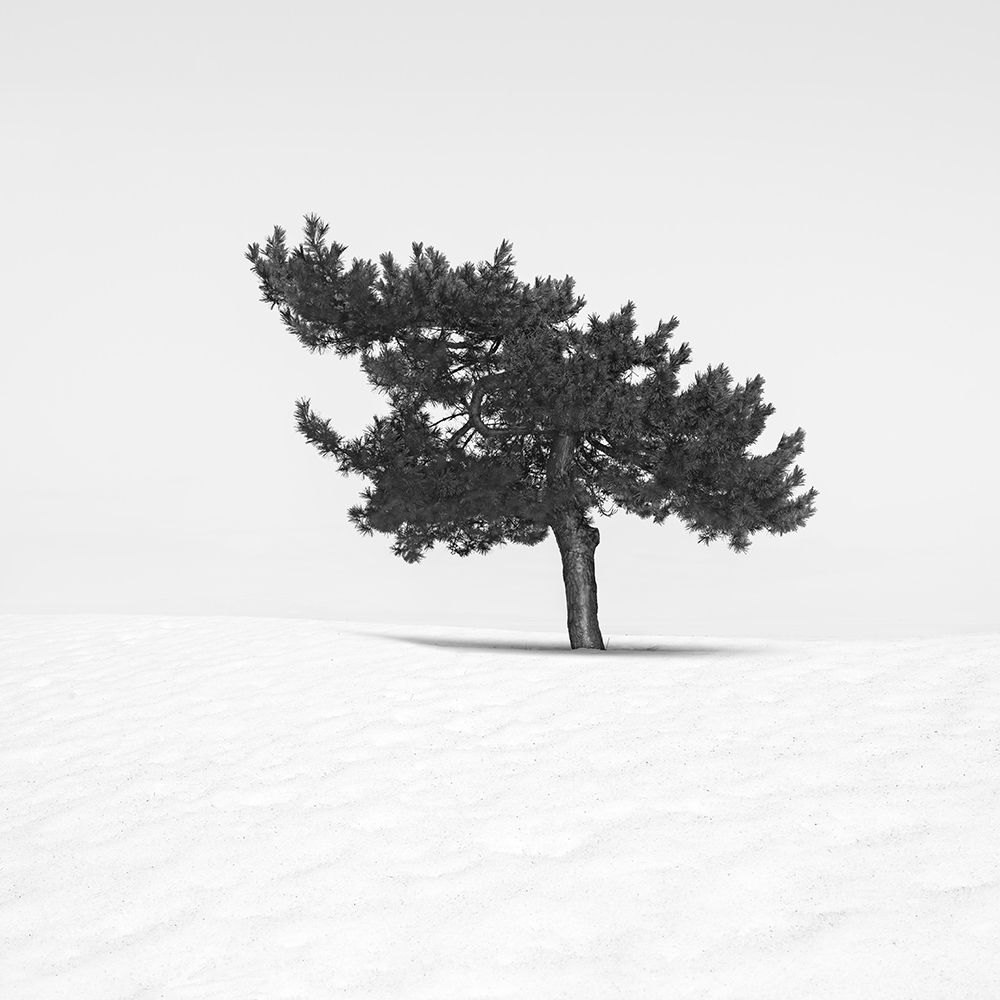 SNOW TREES NO.79 -HONSHU -JAPAN -2023