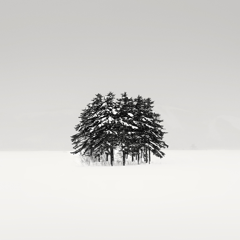 SNOW TREE NO.43 -SHIBETSU -HOKKAIDO -2018