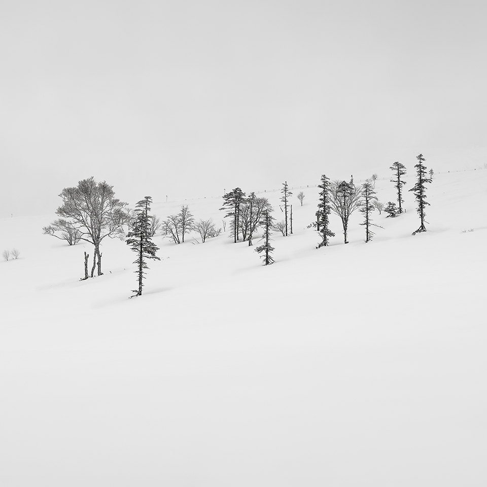 SNOW TREE NO.17 -HOKKAIDO -2017