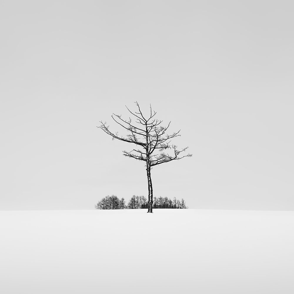 SNOW TREE NO.47 -HOKKAIDO -2018