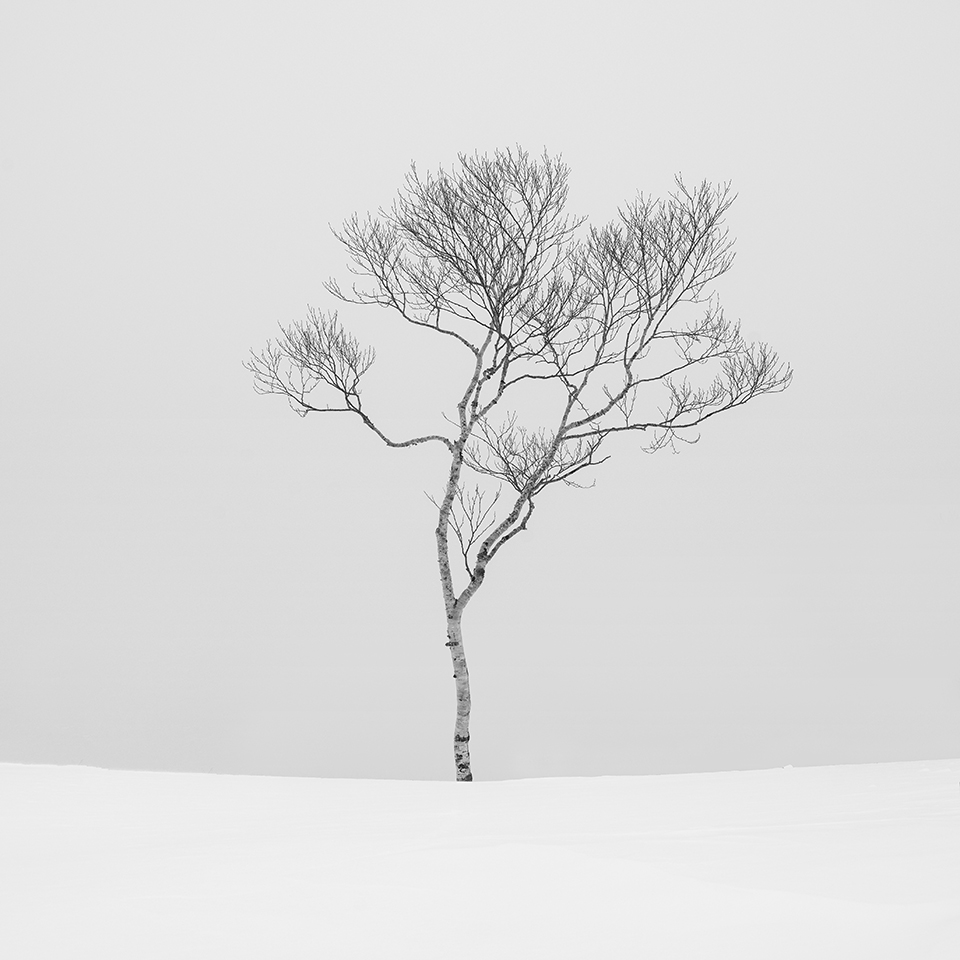 TREE NO.2 -HOKKAIDO -2015