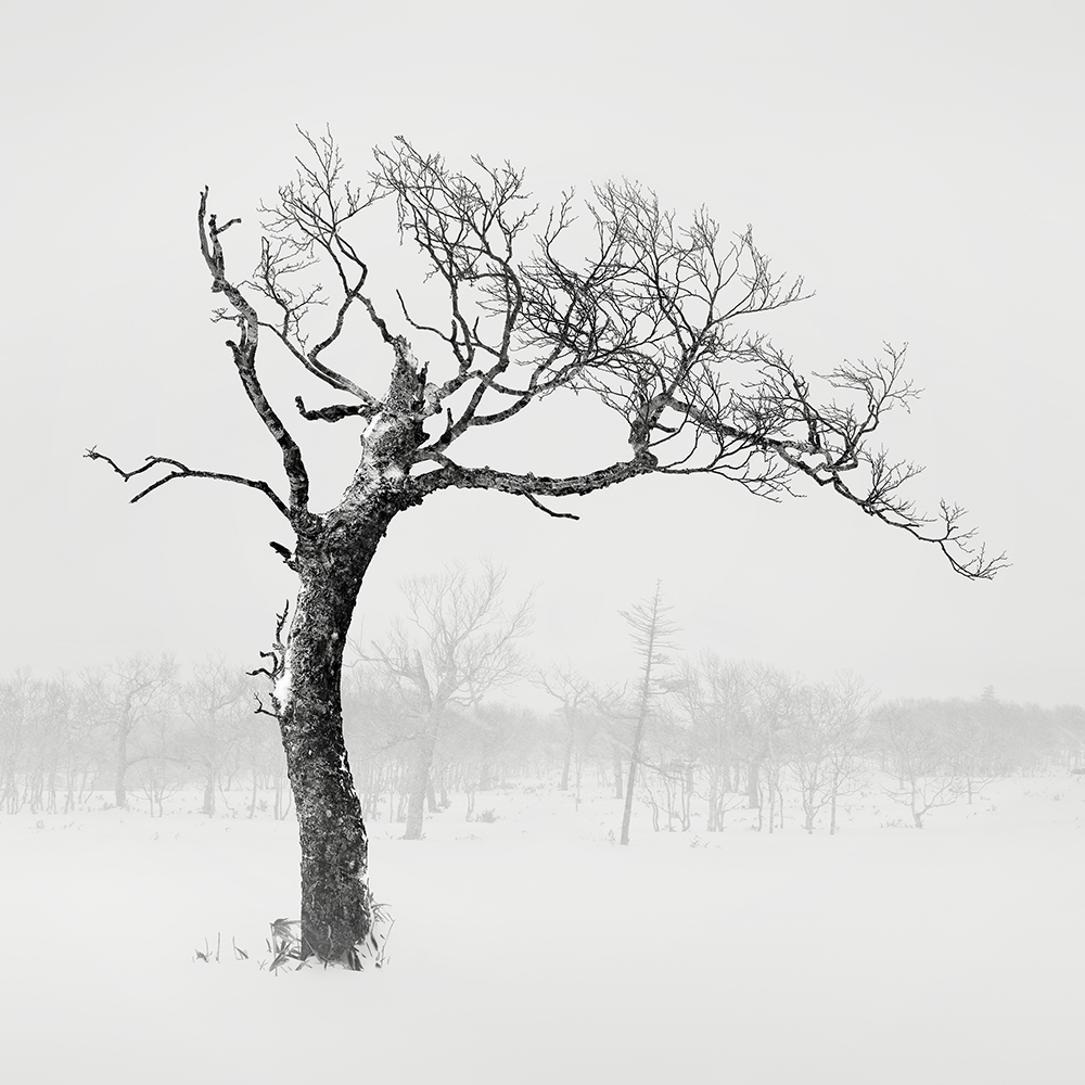 SNOW TREE NO.42 -HOKKAIDO -2018