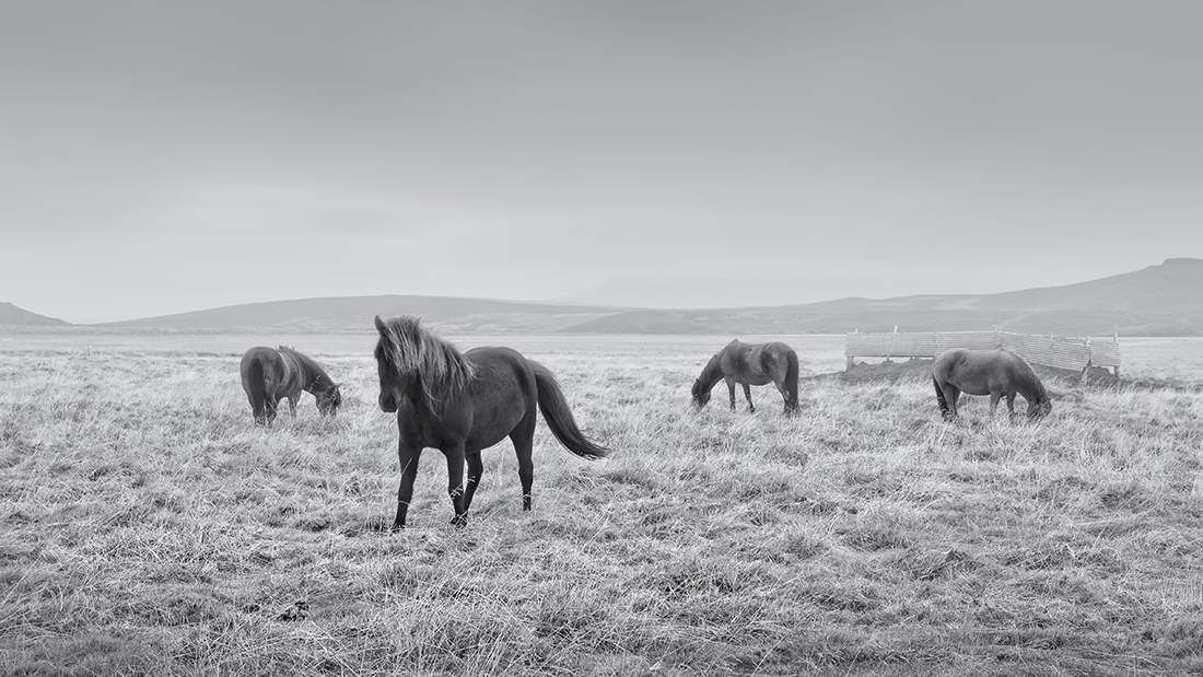 ICELANDIC HORSES -ICELAND -2016