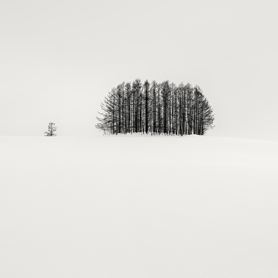 SNOW TREE NO.70 -BIEI -HOKKAIDO -2018