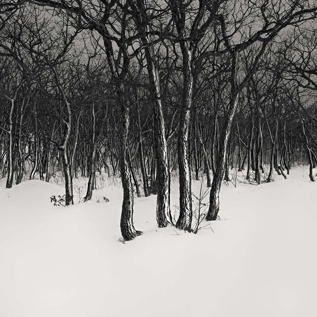 SNOW TREES NO.61 -ABASHIRI -HOKKAIDO -2018