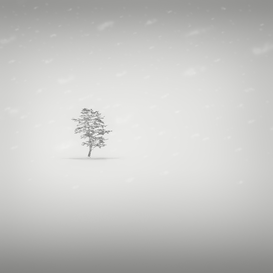 SNOW TREE NO.65 -ABASHIRI -HOKKAIDO -2018