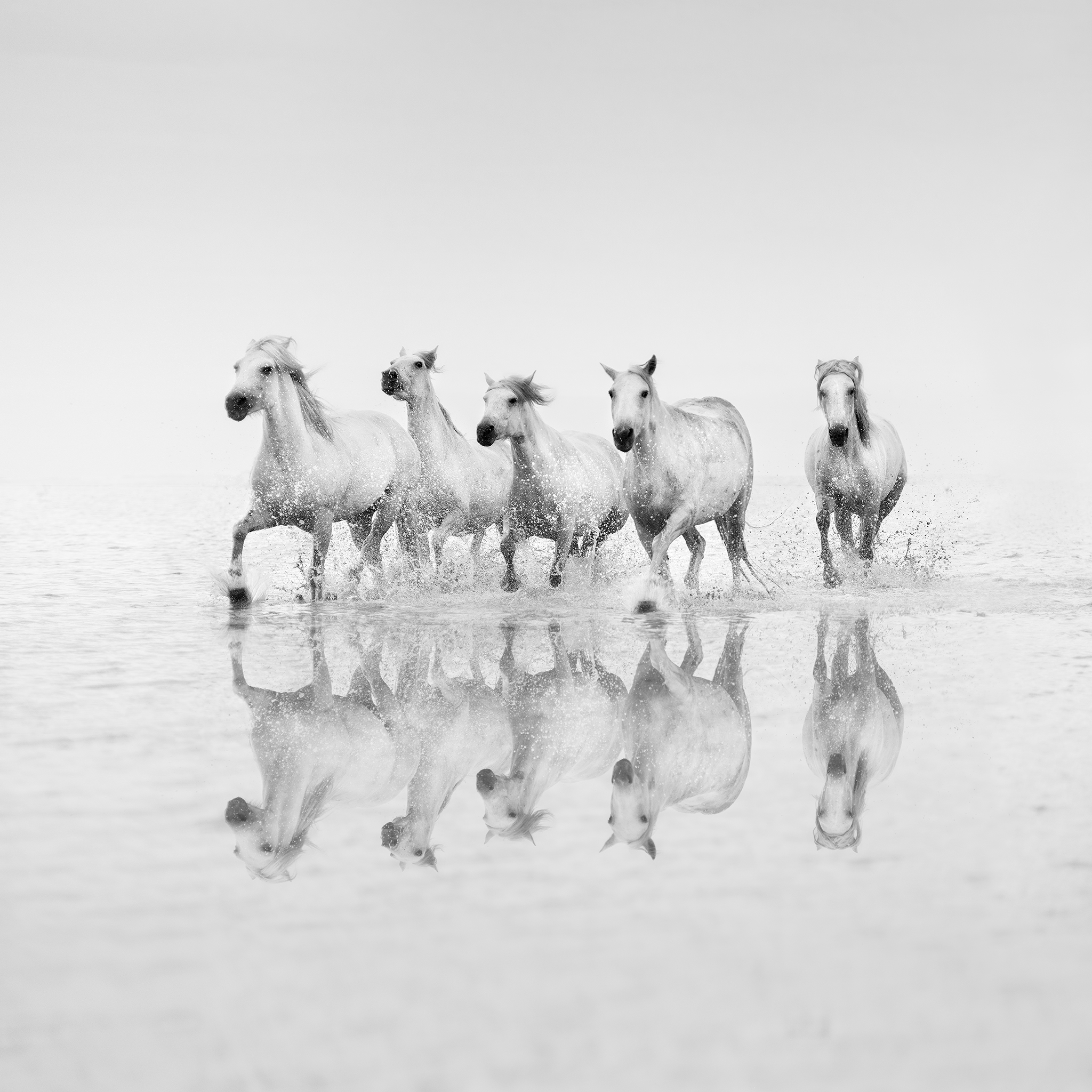 SPIRIT OF THE WILD -FRANCE -2025