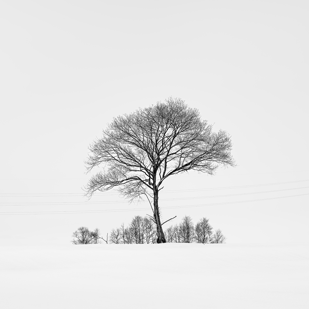 SNOW TREE NO.84 -HOKKAIDO -2024
