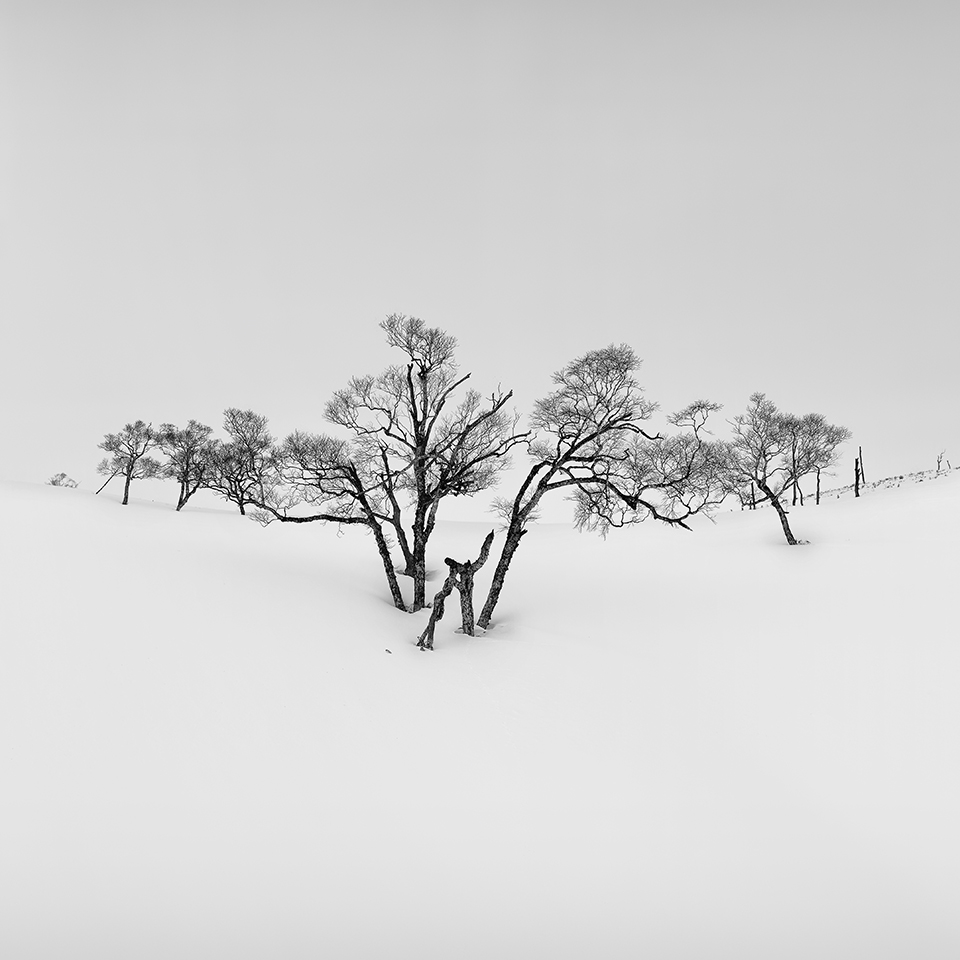 SNOW TREE NO.18 -TESHIKAGA -HOKKAIDO -2017
