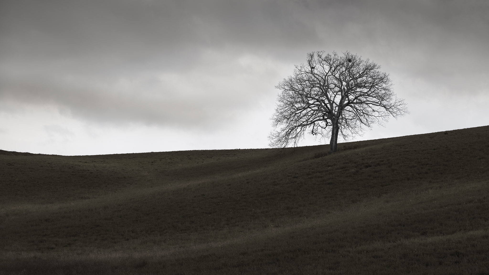 ALBERO -ITALY -2025
