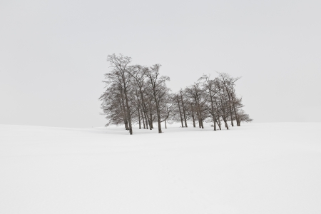 SNOW TREES NO.85 -HOKKAIDO -2024