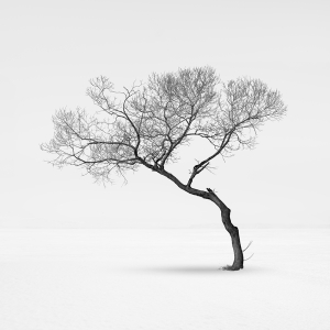 SNOW TREE NO.77 -HONSHU -JAPAN -2023