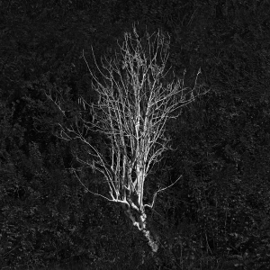 TREE NO.22 -LOMBOK -2016