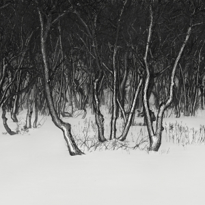 SNOW TREES NO.54 -ABASHIRI -HOKKAIDO -2018