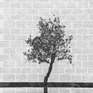 BRICK ROYAL -FRANCE -2025