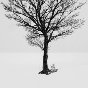 SNOW TREE NO.37 -TESHIKAGA -HOKKAIDO -2017