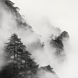 黄山 TREES NO.4 -ANHUI -CHINA -2019