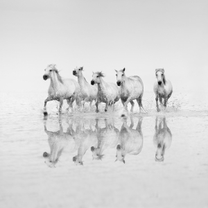 SPIRIT OF THE WILD -FRANCE -2025
