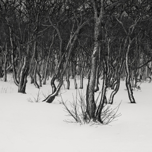 SNOW TREE NO.46 -ABASHIRI -HOKKAIDO -2018