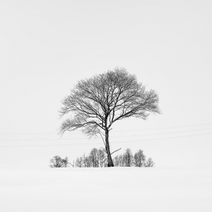 SNOW TREE NO.84 -HOKKAIDO -2024