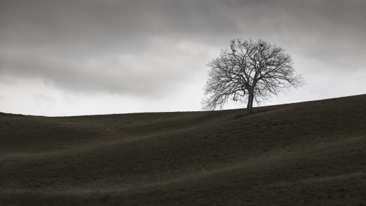 ALBERO -ITALY -2025