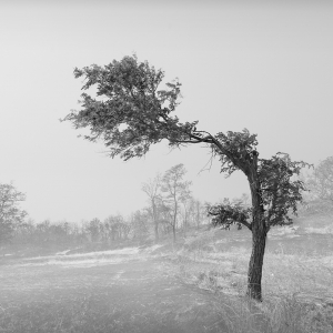 TREE NO.16 -MYANMAR -2016