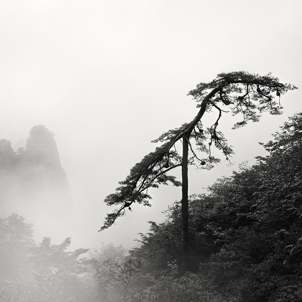 黄山 TREE NO.11 -ANHUI -CHINA -2019