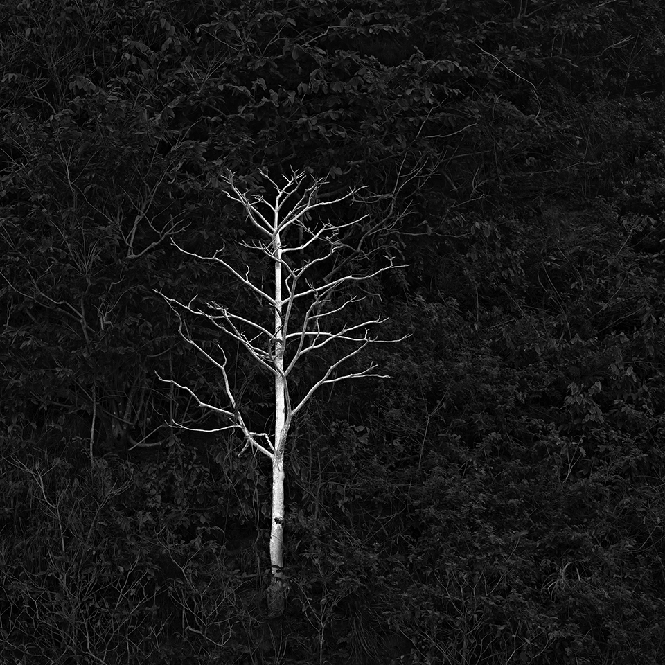 TREE NO.20 -LOMBOK -2016